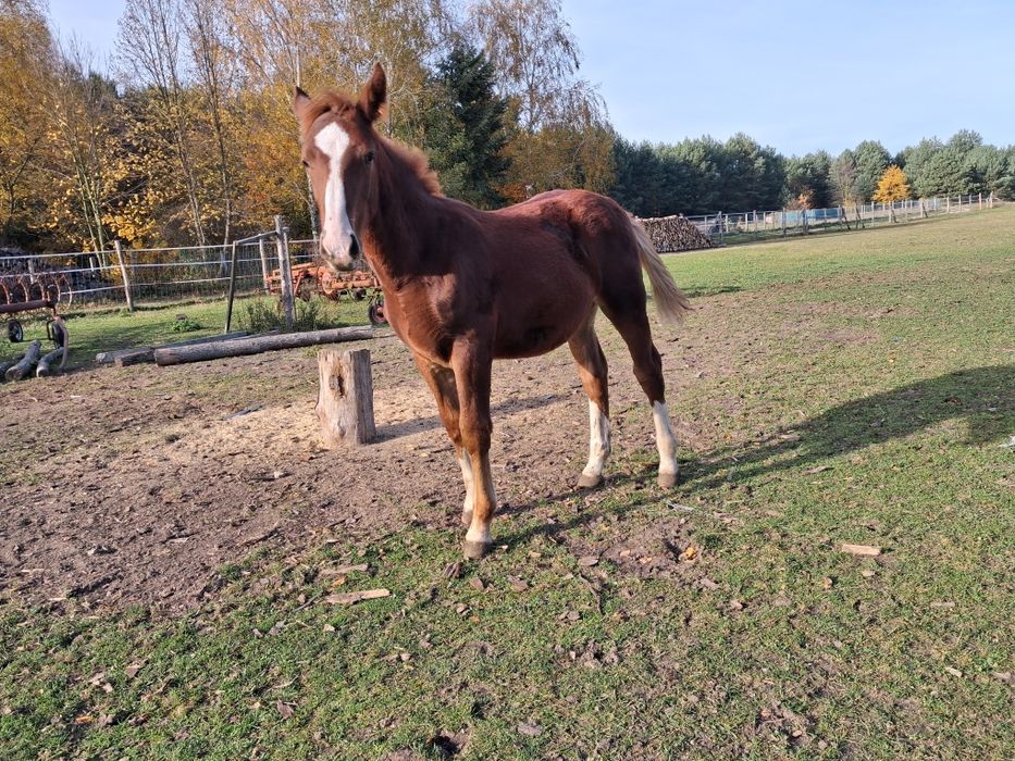 Sprzedam Ogierka Śląskiego