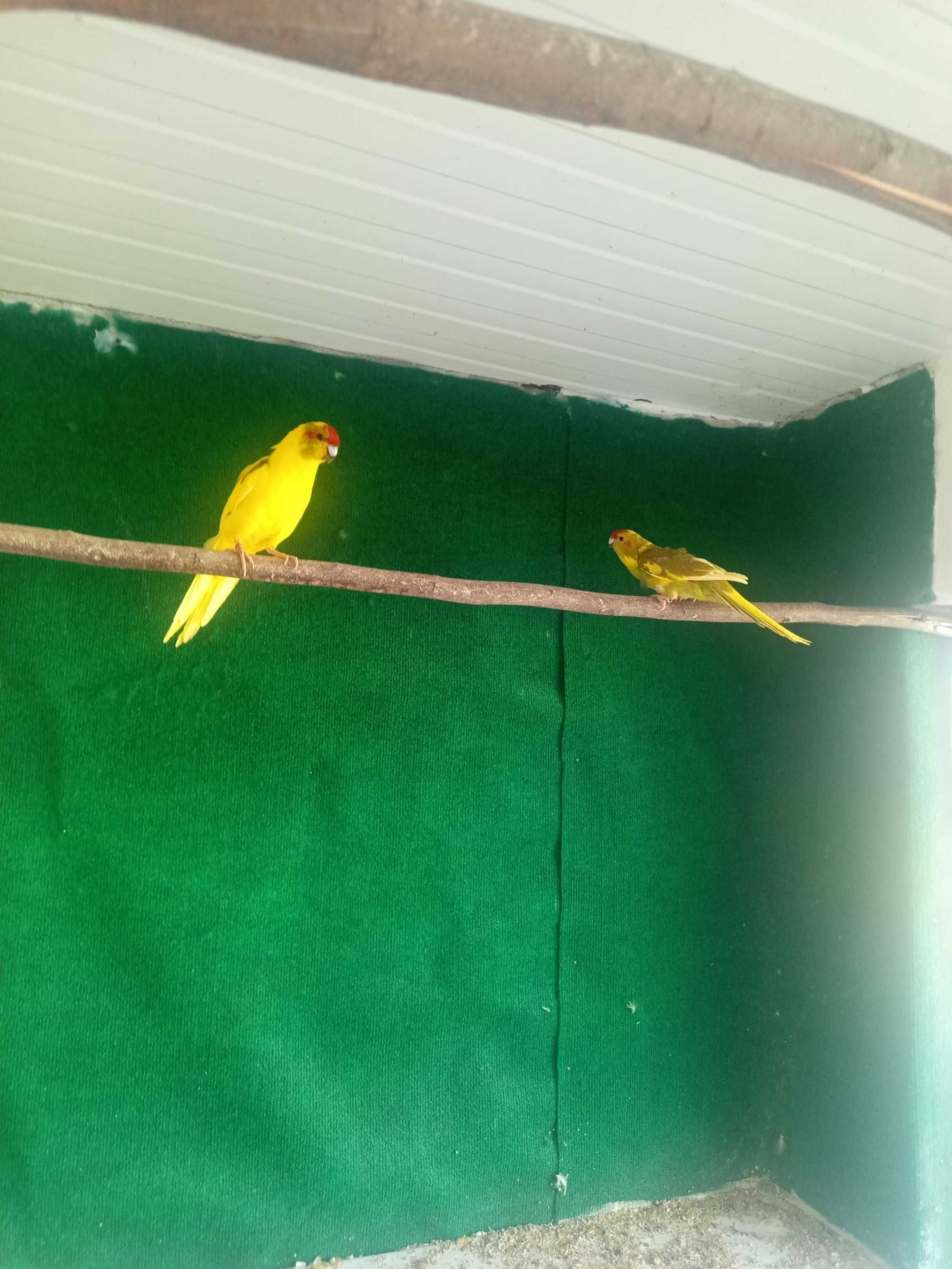 Kakariquis reprodutores