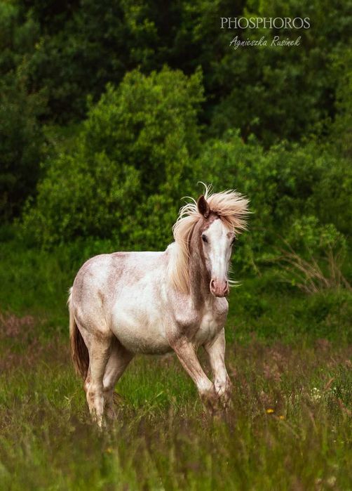 Galileo - Ogierek irish cob (gypsy cob / tinker)