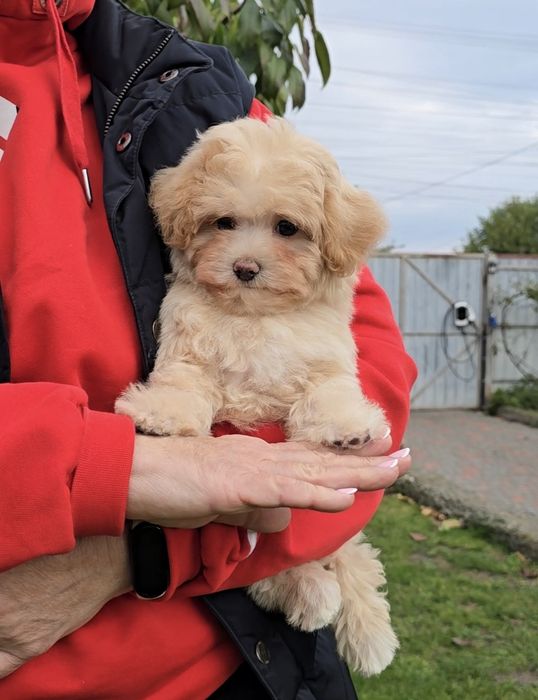 Чарівні дівчатка. Мальтіпу Ф1.