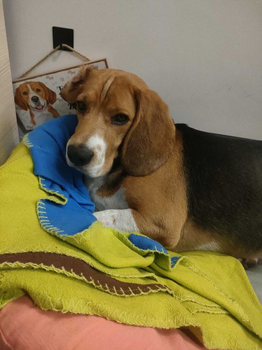 Oddam za darmo Beagle