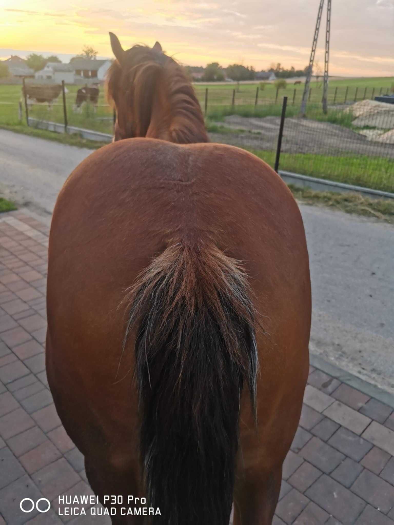 Klacz Zimnokrwista