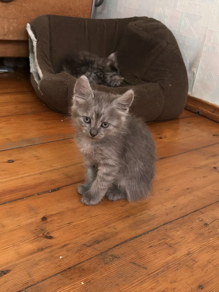 Котики безкоштовно