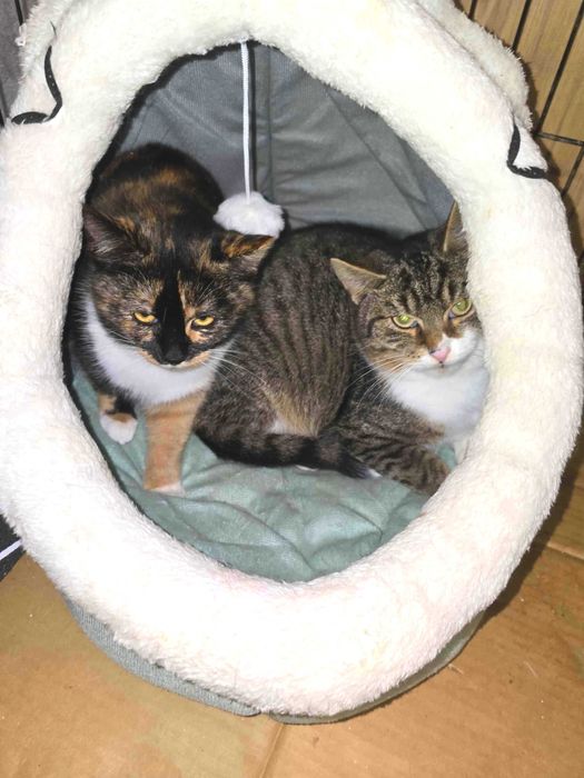 Para kociaków do adopcji