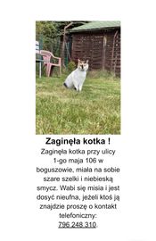 Zaginela kotka przy ul 1-go maja boguszów