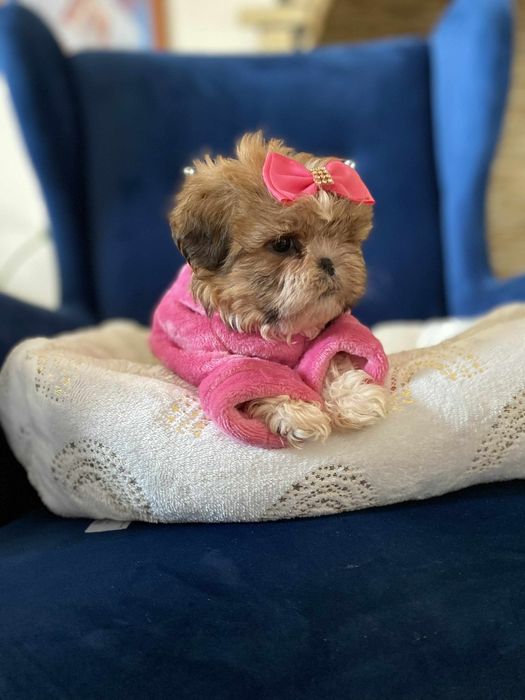 Urocza sunia shih tzu miniaturowa