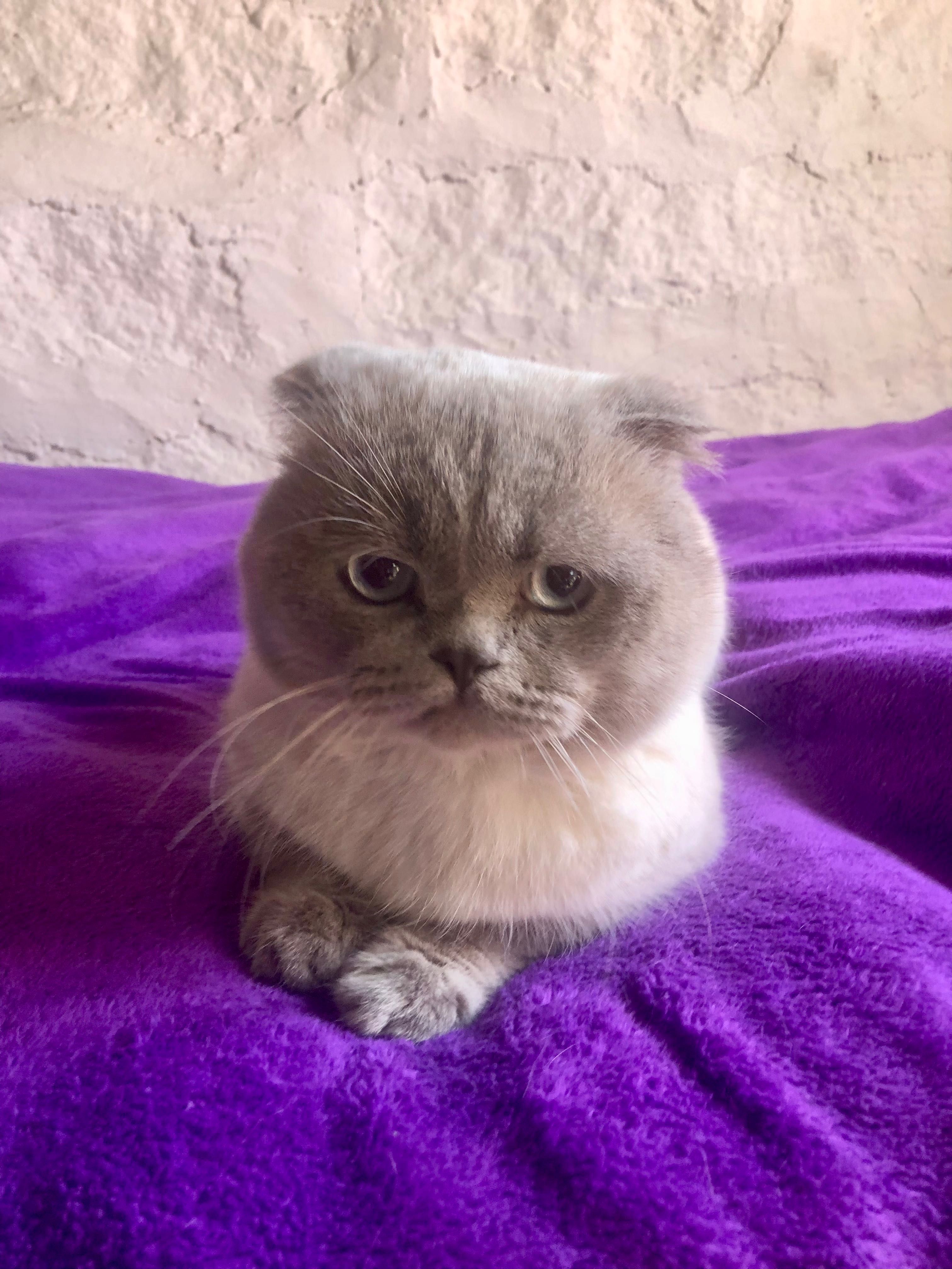 Macho Scottish Fold