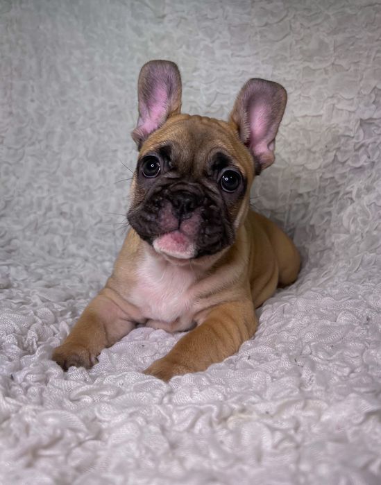 Французский бульдог девочки