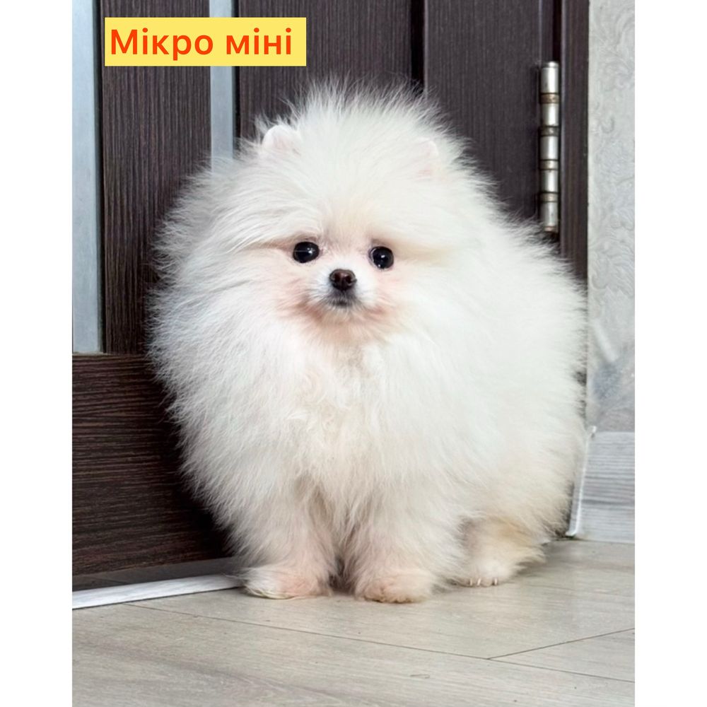 VIP ведмедик Неймовірно гарна  міні дівчинка !