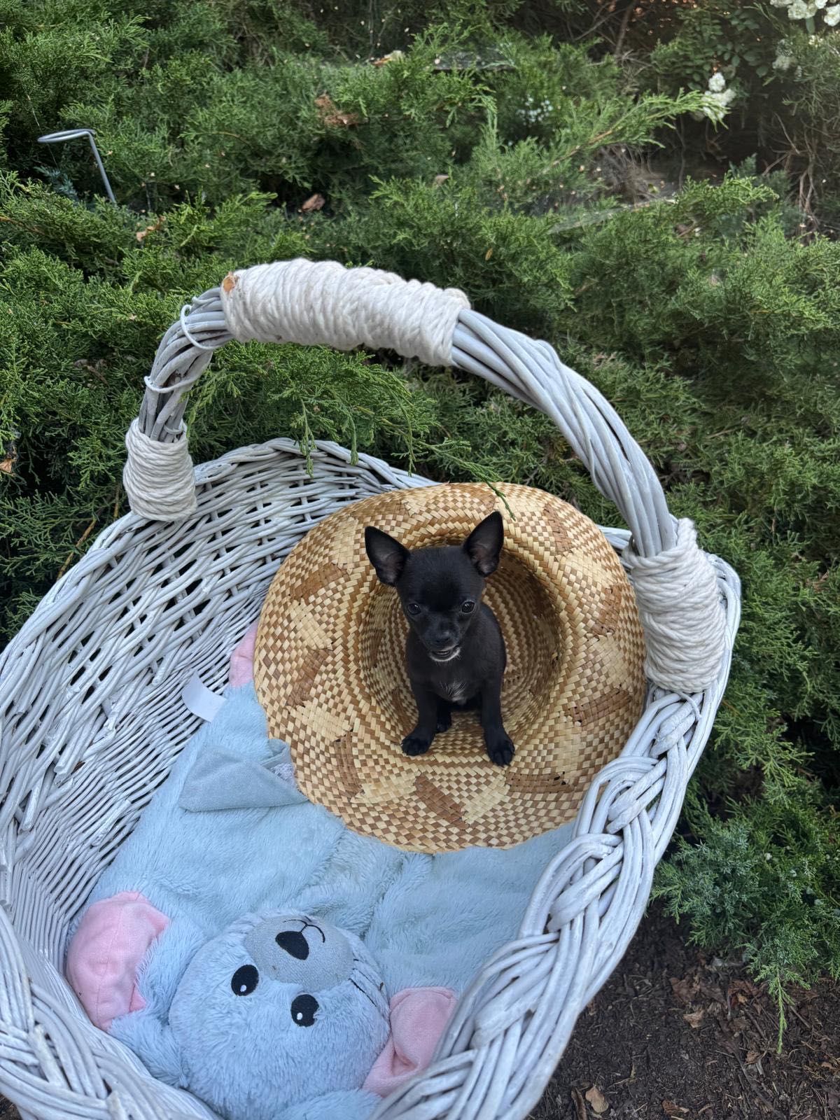 Chihuahua maleństwo