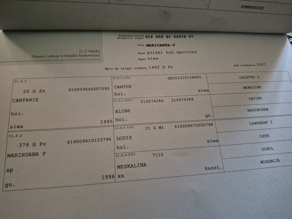 1,5 roczny ogierek