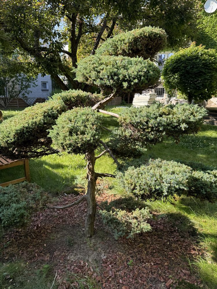 Drzewko formowane Bonsai