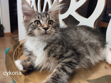 Maine Coon Cykoria SHK WCF