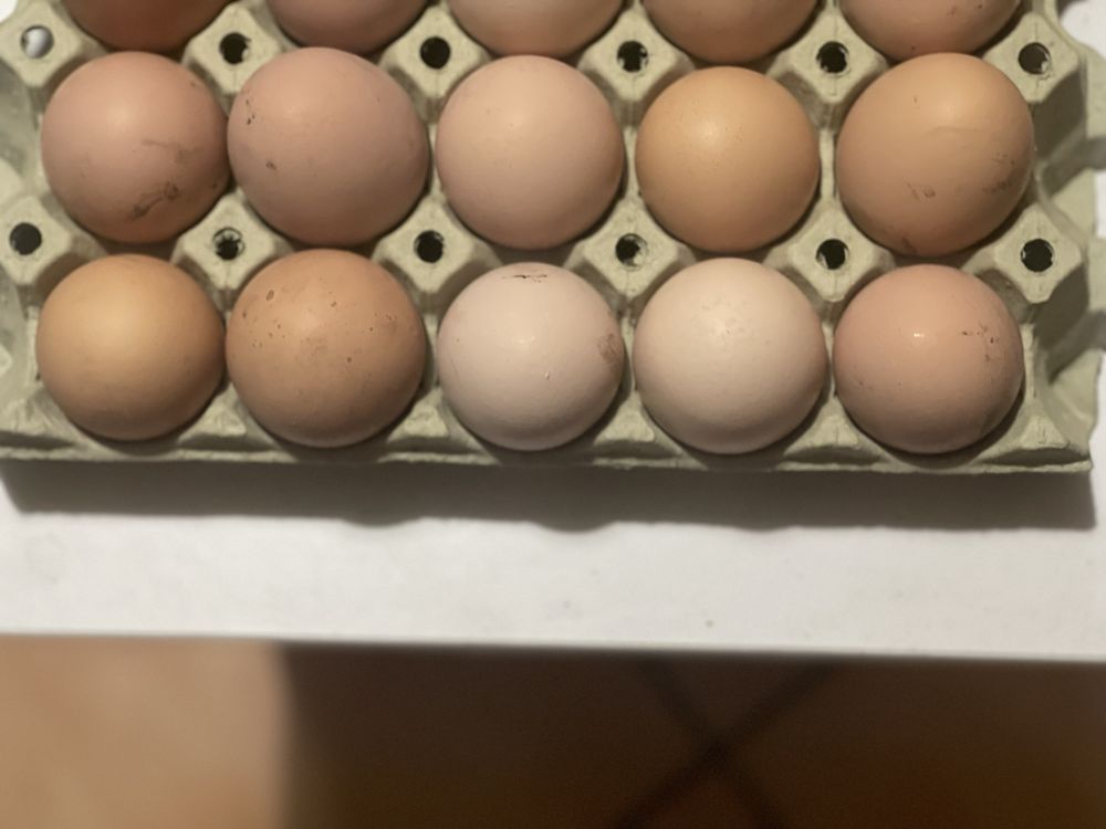 Wiejskie jajka od kur z z wlasnego podwórka 10 szt za 15 zl