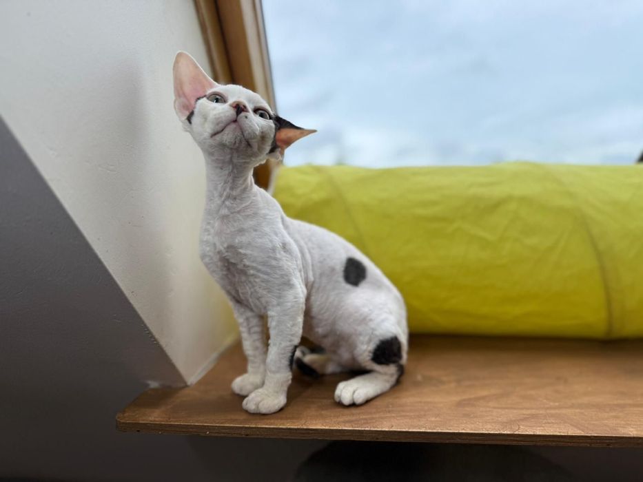 Zion King Line - Devon Rex - chlopiec wybitne ucho i glowa