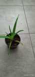 Kwiat doniczkowy. ALOES