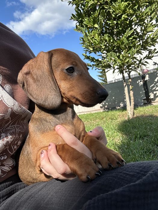 Rudy/Mahoniowy Piesek - Jamnik Krótkowłosy Miniaturowy