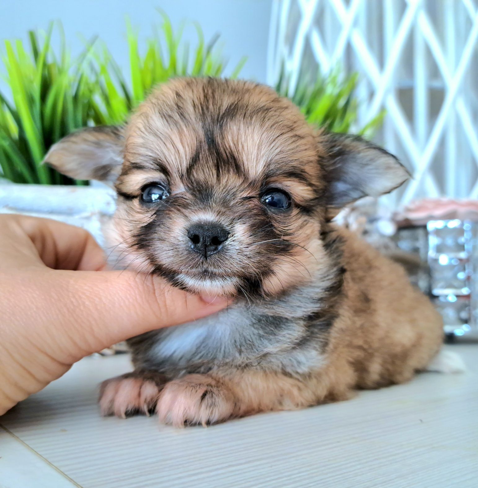 Cudny idealny maluszek chłopiec Chihuahua