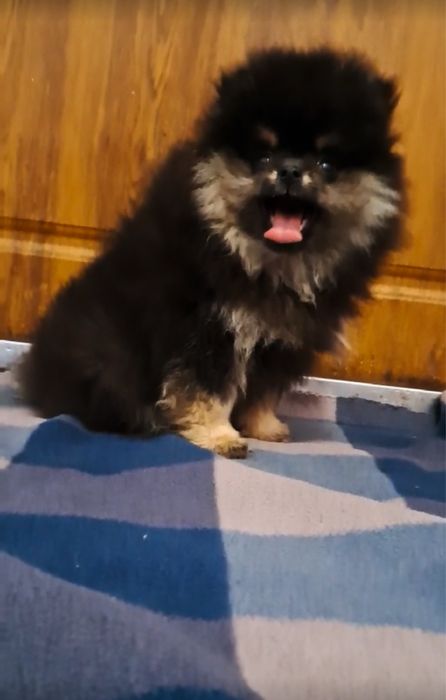 Померанський шпіц