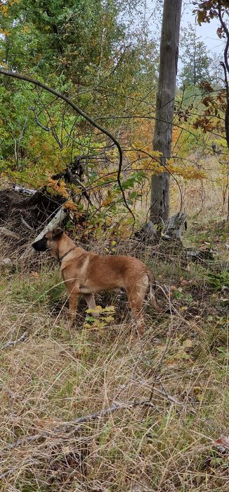 Owczarek belgijski Malinois