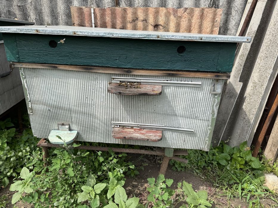 Продам семьи пчел с уликами