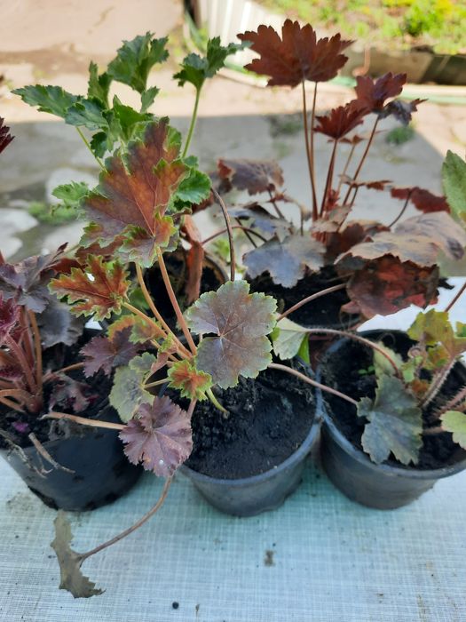 Гейхеры садовые.