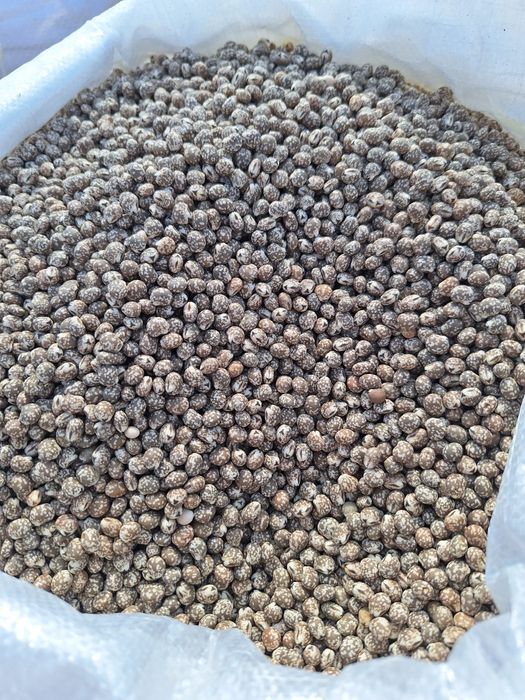 Rzodkiew oleista, Gorczyca, Łubin, Mieszanka poplonowa