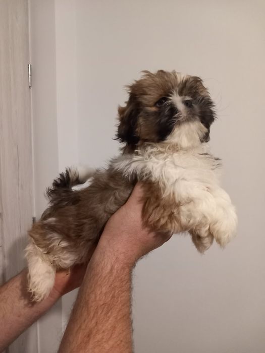 Piękny piesek Shih-tzu z rodowodem
