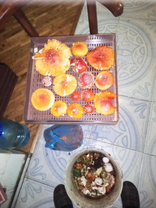 гриб Ежовик желтый