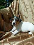 Wzorcowy Jack Russell gładki tricolor piękny exterrier rodzice FCI
