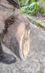 Aparo / Recorte de Cascos de Cavalo em Barefoot