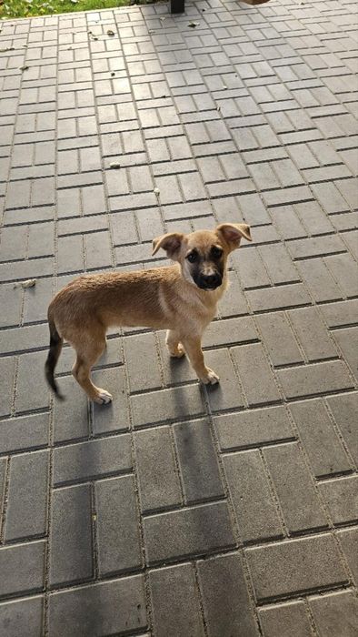 Цуценя шукає дім