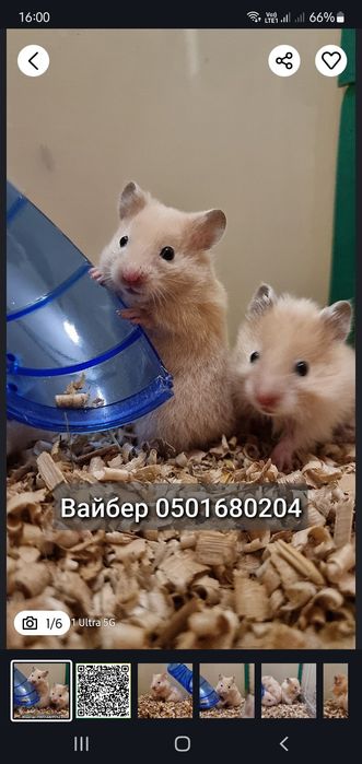 Персиковые хомячки блестящие атласные королевские пушистые джунгарские