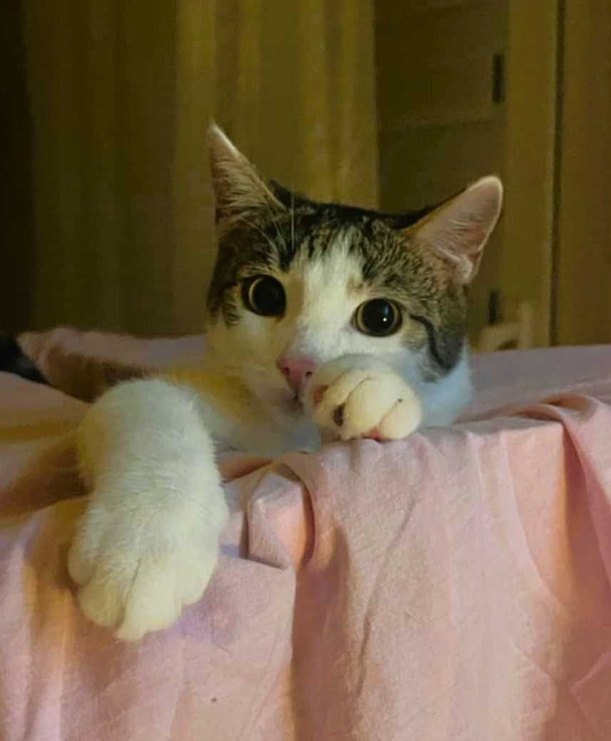 RUMIANEK - 5,5 miesięczny kociak do adopcji