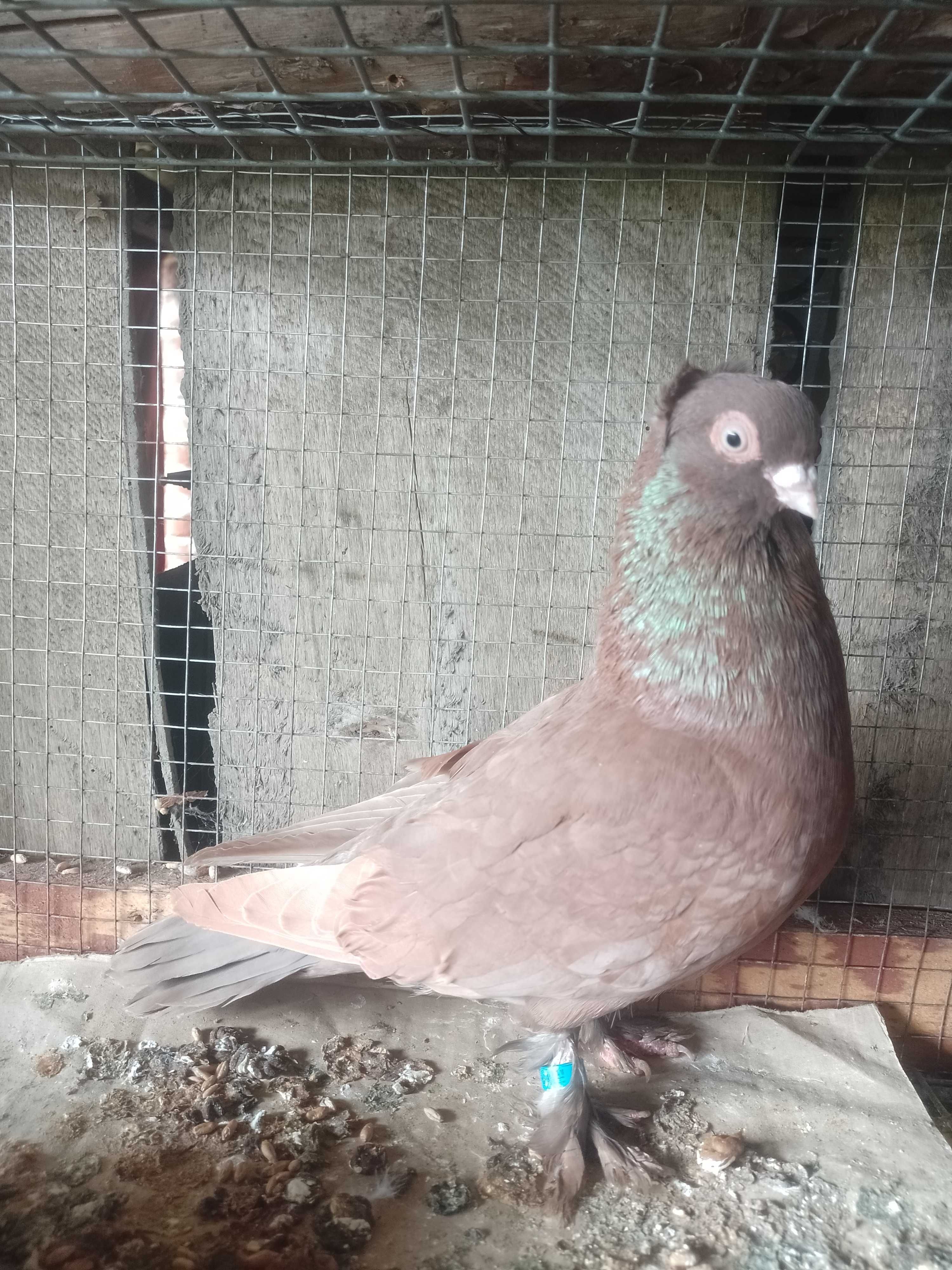 Gołębie wywrotek i tipler samce