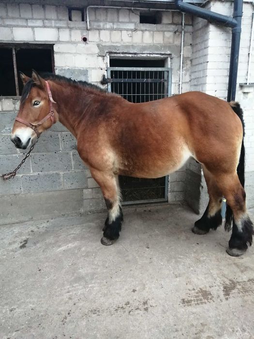 Sprzedam klacz z ogierkiem 6 miesięcy