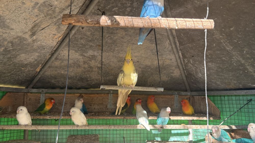 Agarponis Roseicollis(20)+ Periquitos (10)