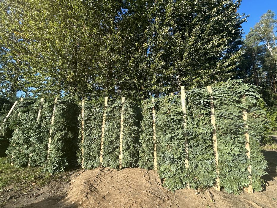 Galezie- NOBILIS- NORDMAN -CHOINKI jodla kaukaska producent -Pomorze