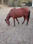 Cavalo com 10 meses