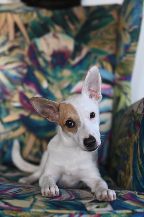 Lila, cudna 7 miesieczna suczka, szczeniak do adopcji!!