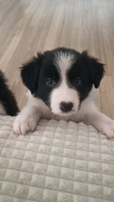 Border collie chłopiec FCI zkwp
