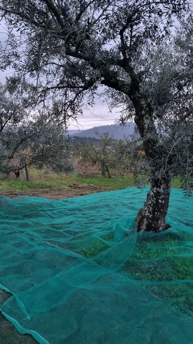 Tolde Rede Pano para Azeitona 10x10 Metros