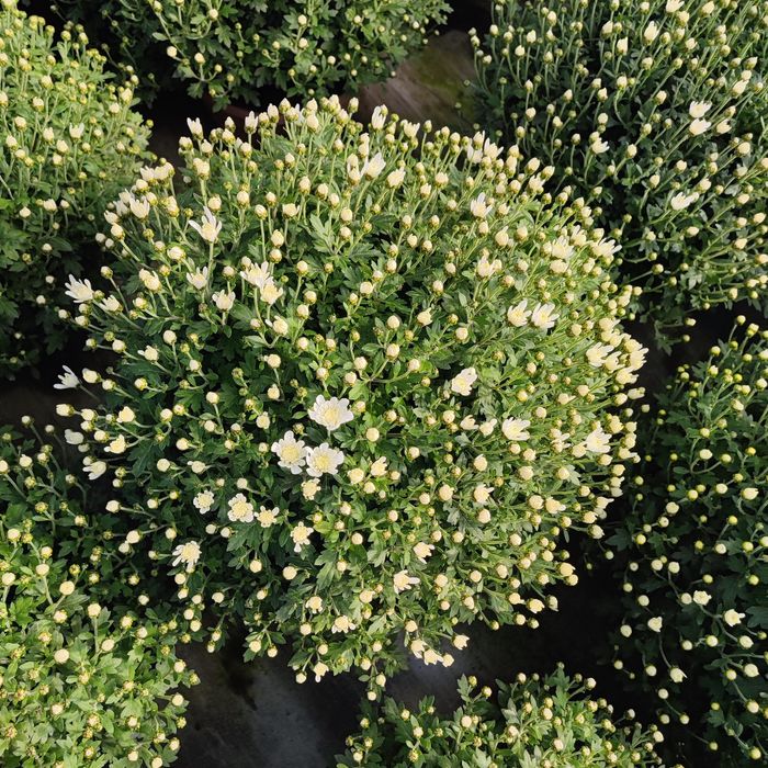 Chryzantemy sprzedam