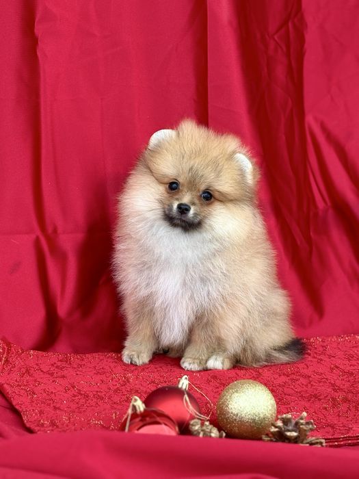 Mała gwiazdka – śliczna dziewczynka szpica miniaturowego!