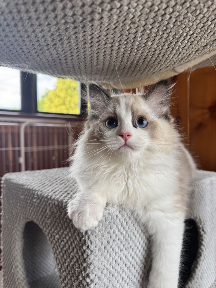 Kocur  kocurek kocięta  Ragdoll FPL FIFE do odbioru
