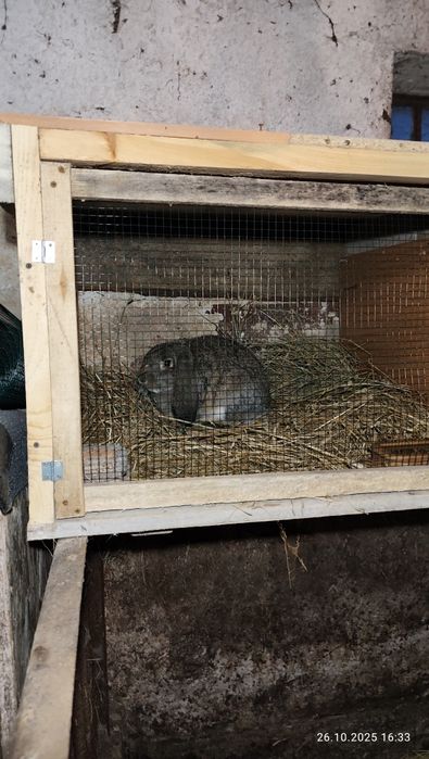 Sprzedam króliki mieszańce