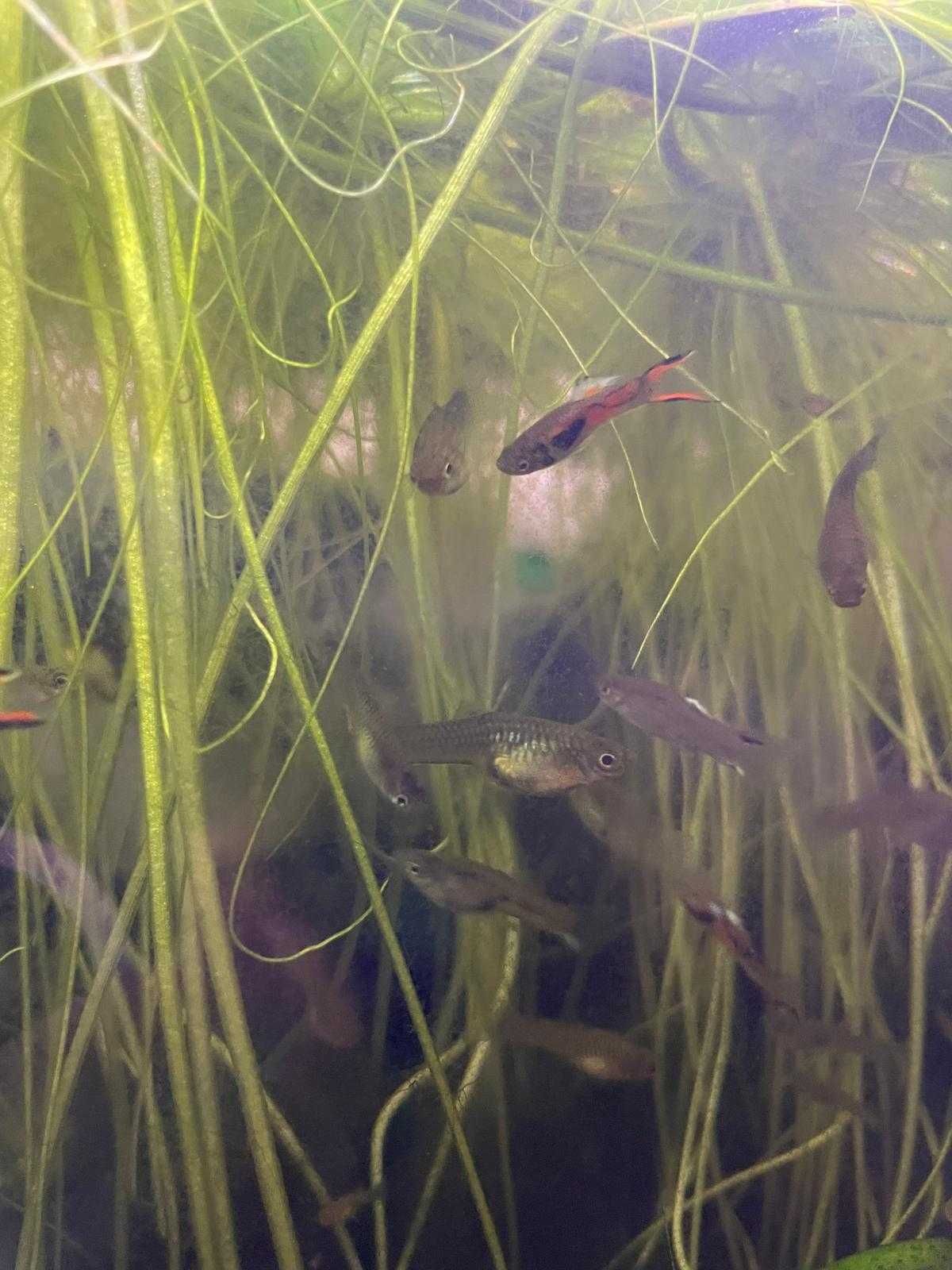 Guppys Juvenis e adulltos