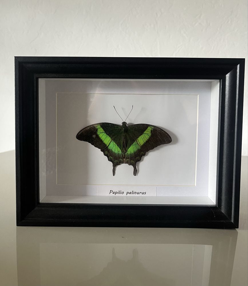 Motyl Papilio palinurus w ramce