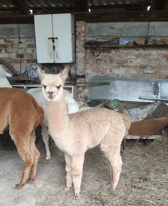 Samica alpaki Blanka