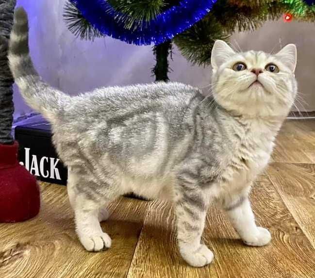 Шотланські кошенята